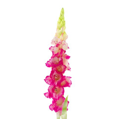 Wall Mural - gladiolus flower isolated on white background