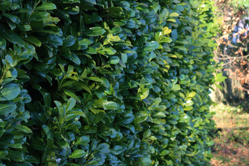 Wall Mural - Evergreen cherry laurel hedge in the garden on winter season. Detail of Prunus laurocerasus bush
