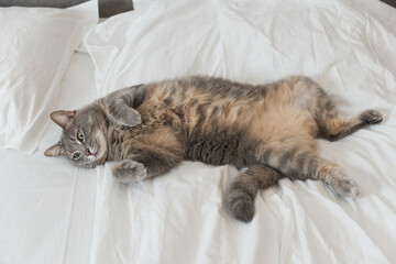 Domestic gray shorthair cat with green eyes lies on the owner's bed, tired from playing, lazy, sick, resting.	