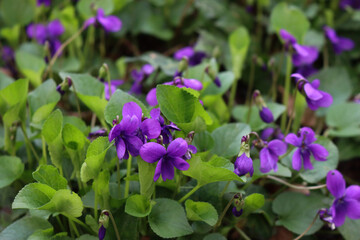 Wall Mural - Close-up of purple Common or english Violets in the garden. Viola odorata plants on springtime