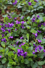 Wall Mural - Close-up of purple Common or english Violets in the garden. Viola odorata plants on springtime