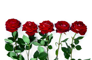 Wall Mural - Red flowers roses on a white background with space for text. Top view, flat lay