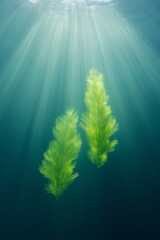 Canvas Print - Minimalist Underwater Aesthetic Freshwater Aquatic Life and Light Patterns - Eco-Friendly Design and Conservation Marketing for Nature-Inspired Initiatives