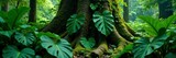 Dense green foliage of Monstera deliciosa surrounds a large tree trunk, green, jungle