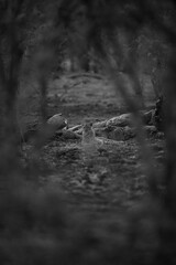 Poster - Mono male leopard near log watching camera