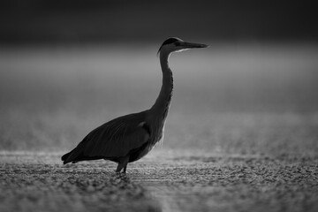 Poster - Mono grey heron crosses pool at dawn