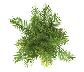 top view of palm tree png isolated on transparent background. big old palm plant with large green le