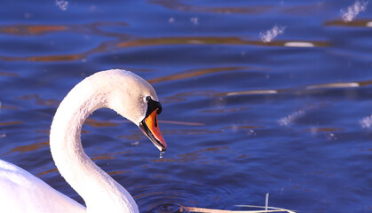 Wall Mural - Portrait of a white mute swan with a drop on its beak and a blue lake in the background.