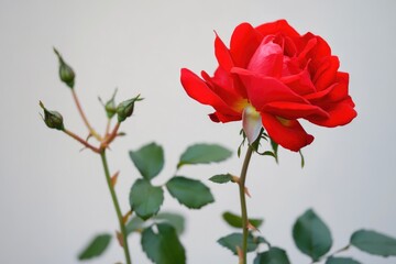 Canvas Print - A single red rose with green leaves in a decorative vase, suitable for interior or gift decoration