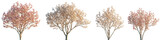 Magnolia liliiflora flowering China and Japan tree isolated sunset lighting png on a transparent background cutout (Mulan magnolia, purple, red, lily magnolia, tulip magnolia and woody-orchid)