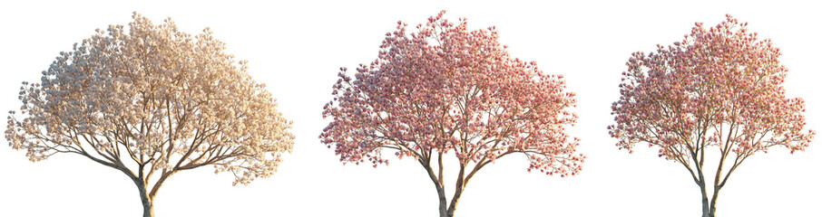 Wall Mural - magnolia liliiflora flowering china and japan tree isolated sunset lighting png on a transparent bac