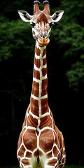 Wall Mural - Close-up portrait of a giraffe facing the camera, its long neck and distinctive pattern visible against a dark background.