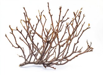 Wall Mural - Dried tree branches with no leaves on a white background. Isolated dead, leafless tree top silhouette with many branches in the winter season. Silhouette of a dry tree without foliage. 