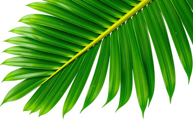 Close-up of a vibrant palm leaf, perfect for tropical themes. isolated on white or transparent png background