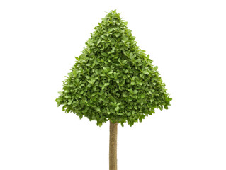 Isolated Topiary Tree Shape