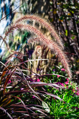 Wall Mural - a tall, brown grass with a flower on top