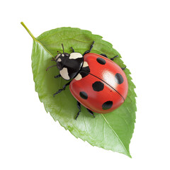 Poster - A detailed close-up image shows a ladybug with black spots perched atop a single green leaf against a black background.