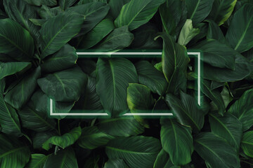 Wall Mural - spathiphyllum cannifolium concept, green abstract texture with white frame, natural background, trop