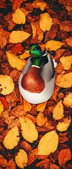 Poster - Mallard duck nestled in autumn leaves.