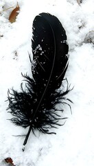 Poster - Single black feather in snow.