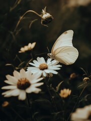 Wall Mural - Butterfly on White Flower,