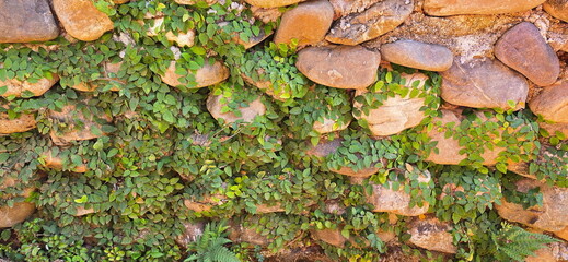 Wall Mural - Climbing fig clings to stone walls. It is a climbing vine in the same family as the banyan tree, the Moraceae family. It is popularly planted to cling to building walls, house walls, or along walls.
