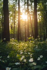 Wall Mural - Forest sunlight