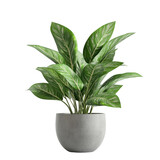 Isolated Green Striped Leafy Houseplant