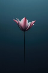 Poster - Pink Flower in Water