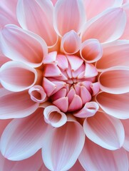 Sticker - Fresh Pink Daisy Flower with Vibrant Petals