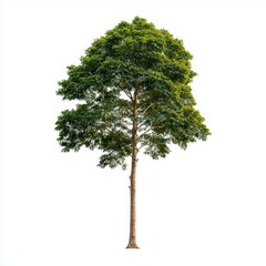 isolated ash tree with green leaves on a white background tall and slender nature plant image