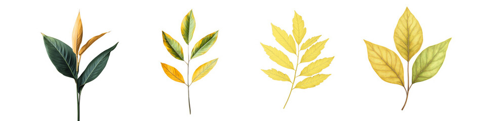 set of a the leaves on an ash tree branch isolated on a transparent background