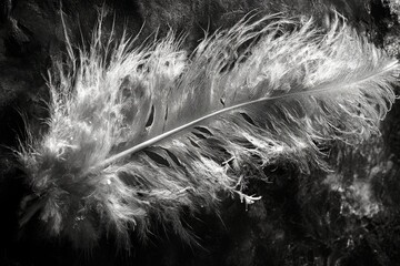 Wall Mural - Detailed close-up of a delicate feather showcasing water droplets in black and white