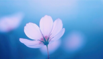 Poster - delicate white cosmos flower in soft focus with a tranquil blue background, minimalist floral aesthetic for serene and calming designs

