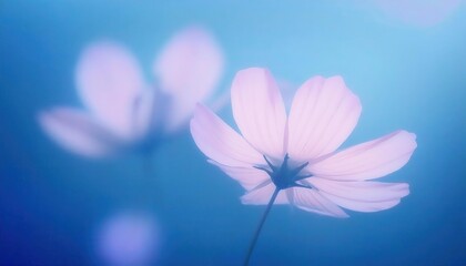 Poster - delicate white cosmos flower in soft focus with a tranquil blue background, minimalist floral aesthetic for serene and calming designs


