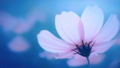 Poster - delicate white cosmos flower in soft focus with a tranquil blue background, minimalist floral aesthetic for serene and calming designs

