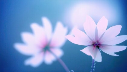 Poster - delicate white cosmos flower in soft focus with a tranquil blue background, minimalist floral aesthetic for serene and calming designs

