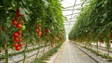 Greenhouse trellis with ripe tomato vines, agricultural produce, trellis system