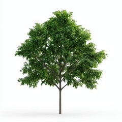 Willow oak tree with green leaves isolated on a white background for nature and botanical design