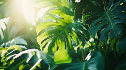 Aufkleber - Lush Greenery with Sunlight Glimmers, Capturing the Essence of Tropical Foliage in a Vibrant Natural Environment Full of Monstera Leaves and Exotic Plants