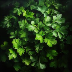 Poster - A close up of green parsley leaves
