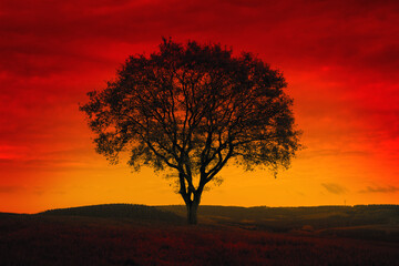 Wall Mural - Big tree silhouette on a red sky background