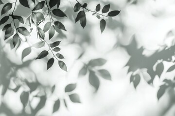 Poster - Sunlight filtering through lush green leaves creates soft, blurred shadows on a pristine white backdrop, evoking a sense of tranquility and natural beauty in a minimalist setting
