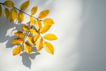 Poster - Sunlight illuminates yellow autumn leaves casting a distinct shadow on a textured white wall, creating a serene and minimalist autumnal scene