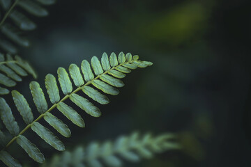 Poster - Vibrant green fern leaves thrive in a shady forest, capturing the essence of nature's delicate beauty and the tranquility of woodland ecosystems