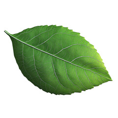 Poster - A detailed close-up image showcases a single vibrant green leaf isolated against a stark black background.