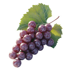 Poster - A single bunch of ripe red grapes attached to a vine with a vibrant green leaf is shown against a black background.