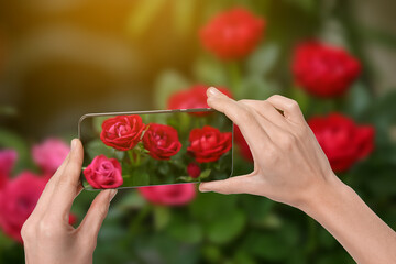 Wall Mural - Plant identifier application. Woman taking photo of flowers outdoors, closeup