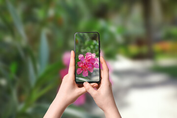 Wall Mural - Plant identifier application. Woman taking photo of flowers outdoors, closeup