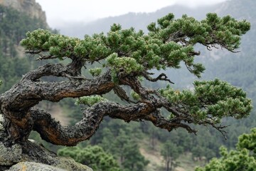 Old bonsai tree perched on a rocky outcrop with misty mountains in the background under a cloudy sky